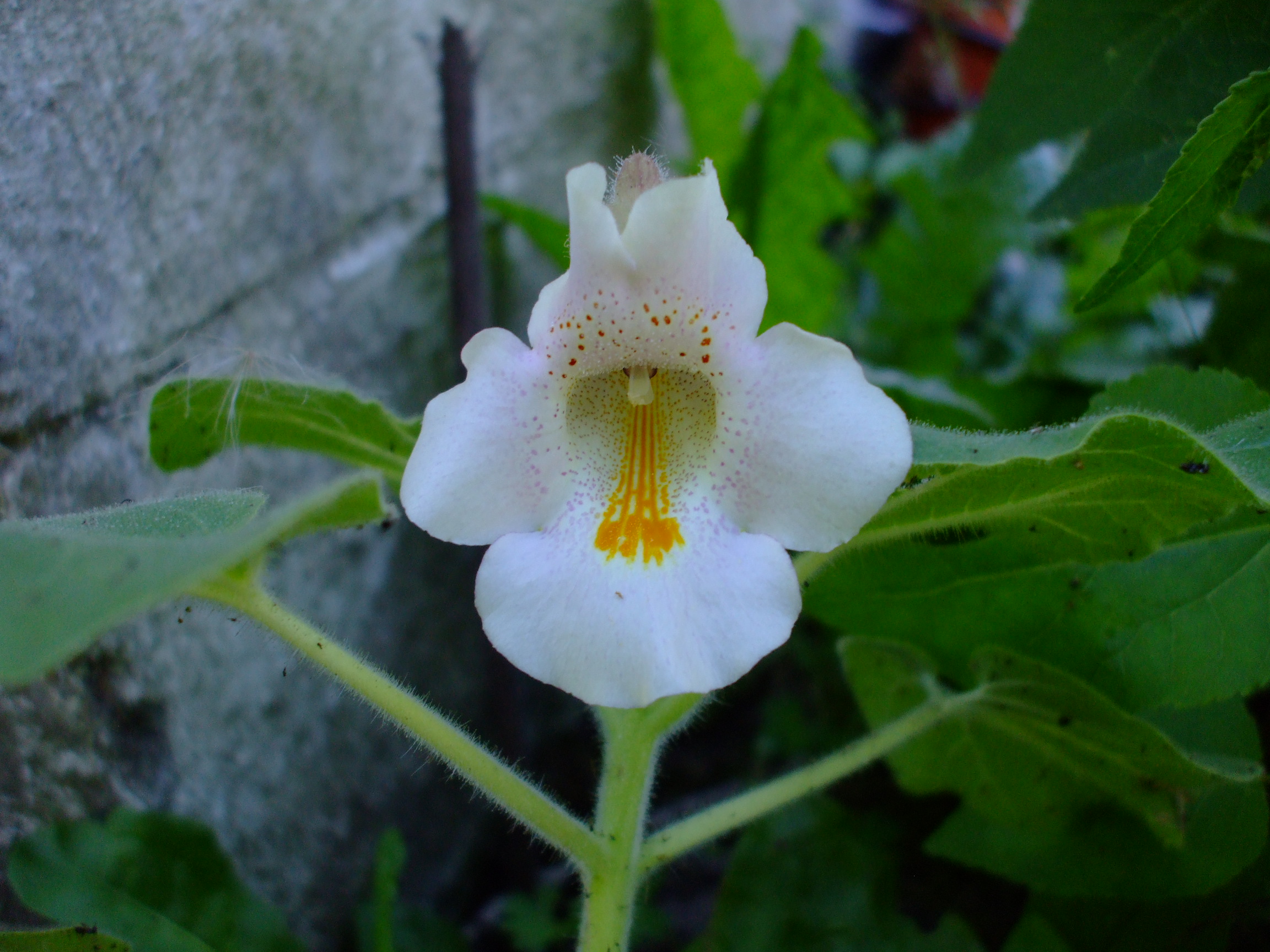 Proboscidea louisianica